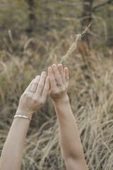 Delicate Woman’s Hands Holding Wheat Ear with Bracelet