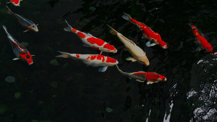 Colorful Koi Fish Swimming Gracefully in Dark Pond &ndash; Vibrant Japanese Carp in Tranquil Water
