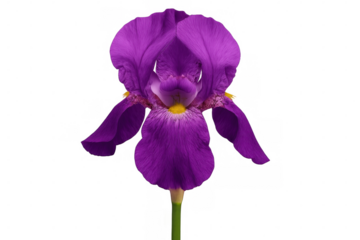 Vibrant purple iris flower blooming elegantly against a transparent background, showcasing its delicate petals and intricate details