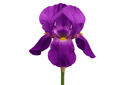 Vibrant purple iris flower blooming elegantly against a transparent background, showcasing its delicate petals and intricate details