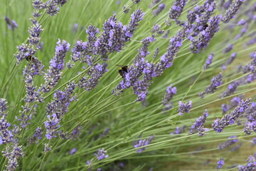 Lavender & Bees