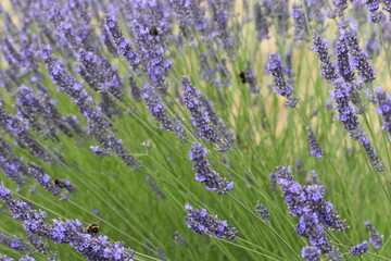 Lavender & Bees