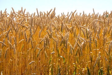 golden wheat field