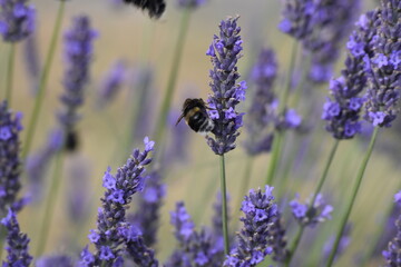 Lavender & Bees