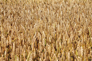 golden wheat field