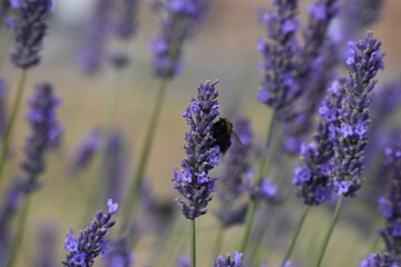 Lavender & Bees