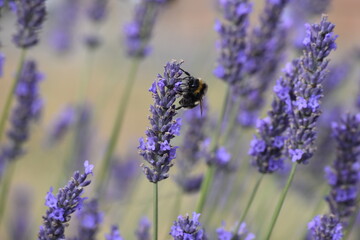 Lavender & Bees