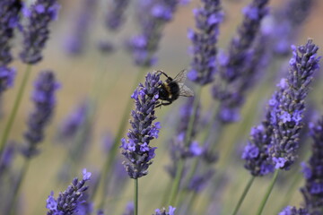 Lavender & Bees