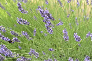 Lavender & Bees