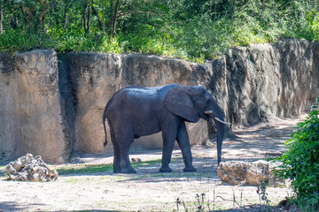 African Elephant Walking Along Rocky Enclosure Wall