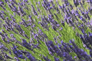 Lavender & Bees