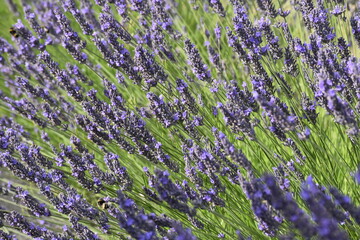 Lavender & Bees