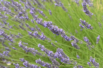 Lavender & Bees