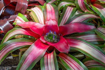Radiant Bromeliad in Bloom