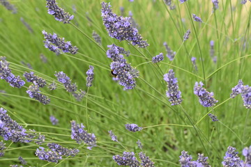 Lavender & Bees