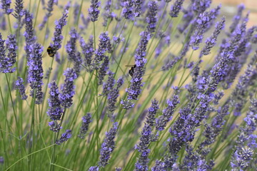 Lavender & Bees