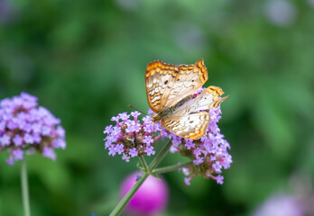 White Peacock butterfly resting on some flowers