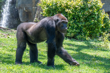 lowland gorilla walking in the sun