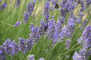 Lavender & Bees
