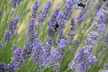 Lavender & Bees