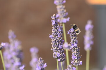 Lavender & Bees