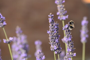 Lavender & Bees