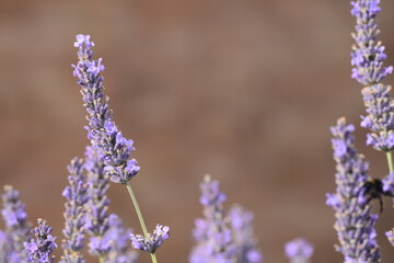 Lavender & Bees