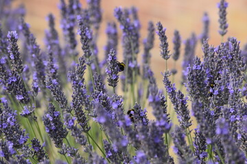 Lavender & Bees