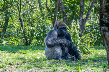 A lowland gorilla sitting on the ground