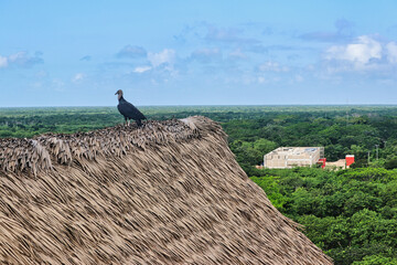 A black Mexican Vulture, Coragyps atratus,takes in the view over the vast tropical jungle perched...