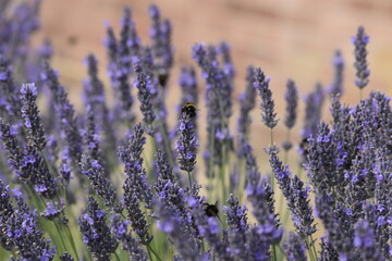 Lavender & Bees