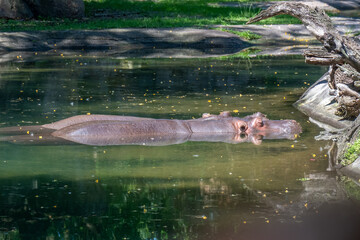 Hippopotamus resting at the surface of the water