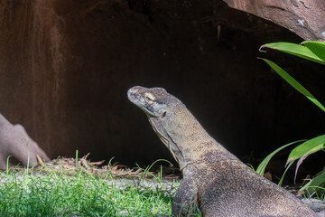 Komodo Dragon lifting its head into the air looking around