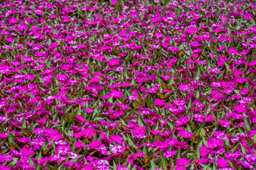 magenta pink impatiens flowers in a flower bed