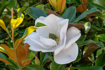 view of a white Magnolia flower bloom