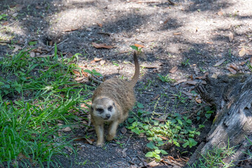 Meerkat running along the ground