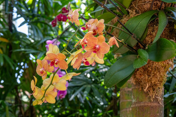 Bright red and yellow Orchid flowers in full bloom