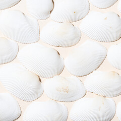 Pattern of white seashells on light sand background. Natural marine texture.