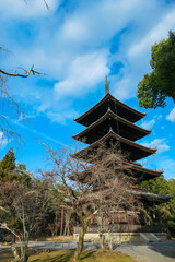 Impressive five-story wooden pagoda of Ninna-ji Temple in Kyoto stands tall against a vivid blue sky with scattered white clouds, its intricate design framed by bare winter branches, seen from below.