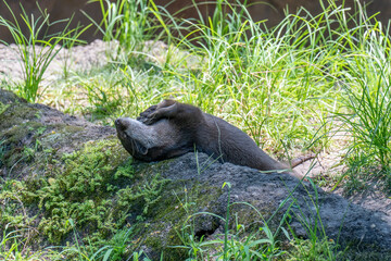 asian small clawed otter laying on its back