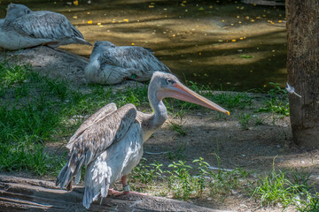 Pink backed pelican at a river bank