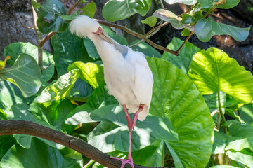 An african spoonbill standing on a branch