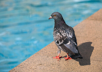 Pigeon on the margin of a pool in summertime