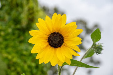 Close up view of a yellow sunflower