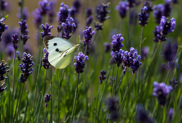 Biały motyl na kwiatach lawendy © kubikactive