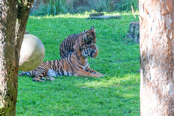 Young male Sumatran Tiger with his mum