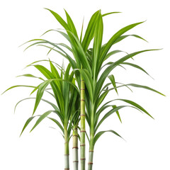Sugarcane with leaf isolated on white background representing tropical sweet renewable crop plant
