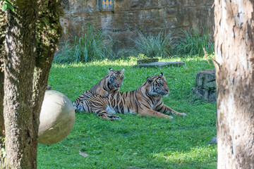 Young male Sumatran Tiger with his mum