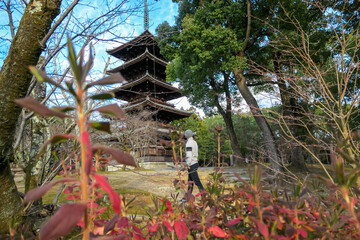 Man is seen through vibrant red foreground foliage as he walks towards the historic five-story pagoda of Ninna-ji Temple, creating a layered composition that emphasizes discovery and travel in Kyoto.