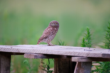 A young little owl stands on a wooden board, looking toward the camera against a green background
